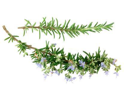 Rosemary Organic 5ml-0