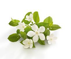 Neroli Absolute 5% in Grapeseed 10ml-0