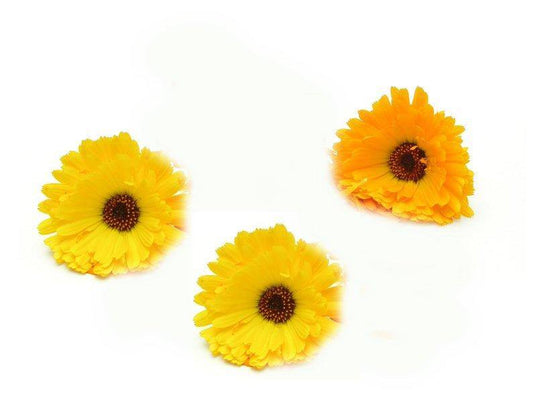 Calendula Absolute 5% in Grapeseed Oil 10ml-0