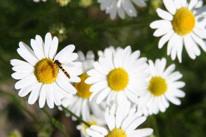 Chamomile Maroc Essential Oil-1