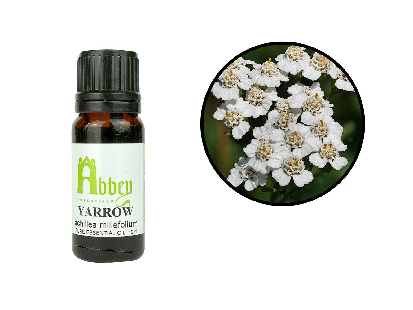 Yarrow Essential Oil-0