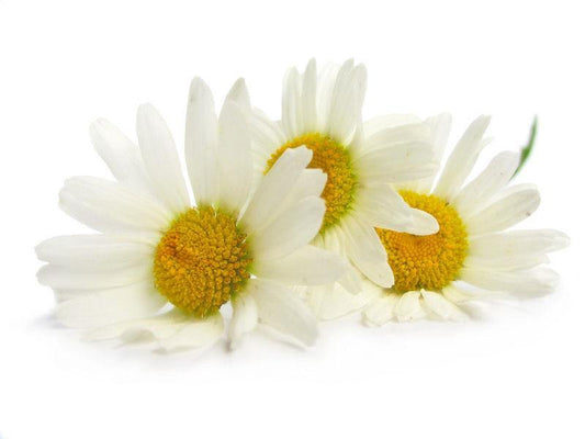 Chamomile Matricaria Absolute 5% in Grapeseed 10ml-0