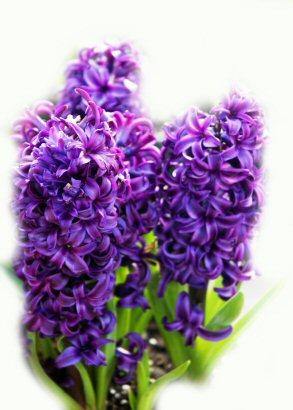 Hyacinth Absolute 5% in Grapeseed 10ml-0