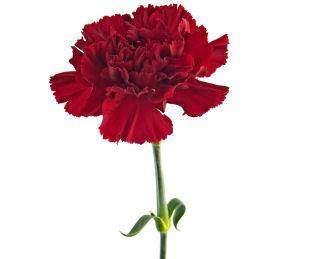 Carnation Absolute 5% in Grapeseed 10ml-0