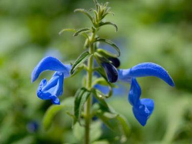 Hyssop Essential Oil-1