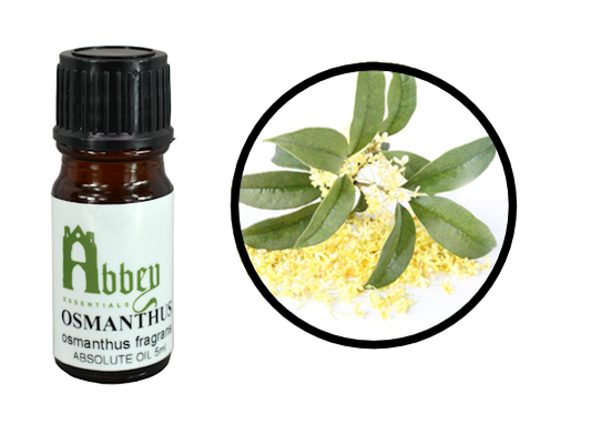 Osmanthus Absolute Oil-0