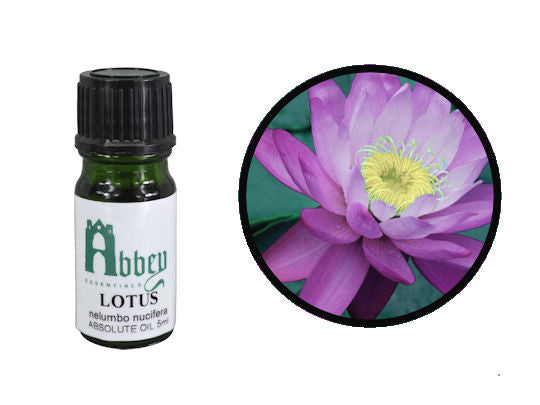 Pink Lotus Absolute Oil-0