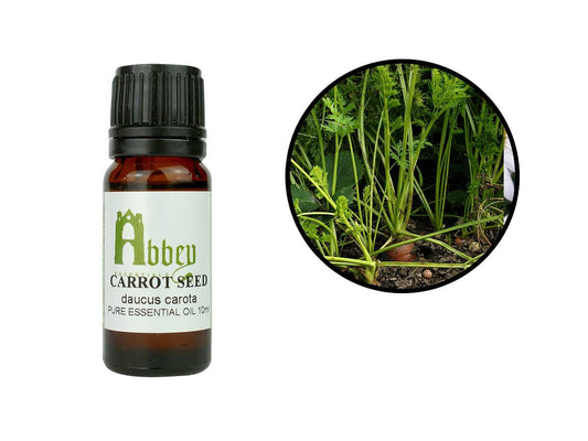 Carrot Seed Essential Oil-0