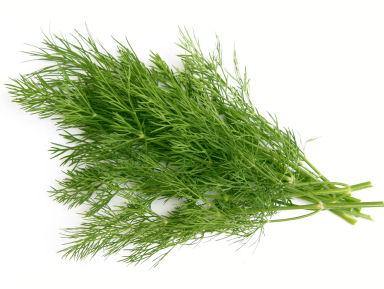 Dill Essential Oil-1