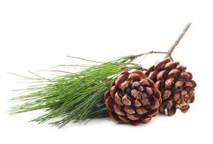 Pine Essential Oil-1