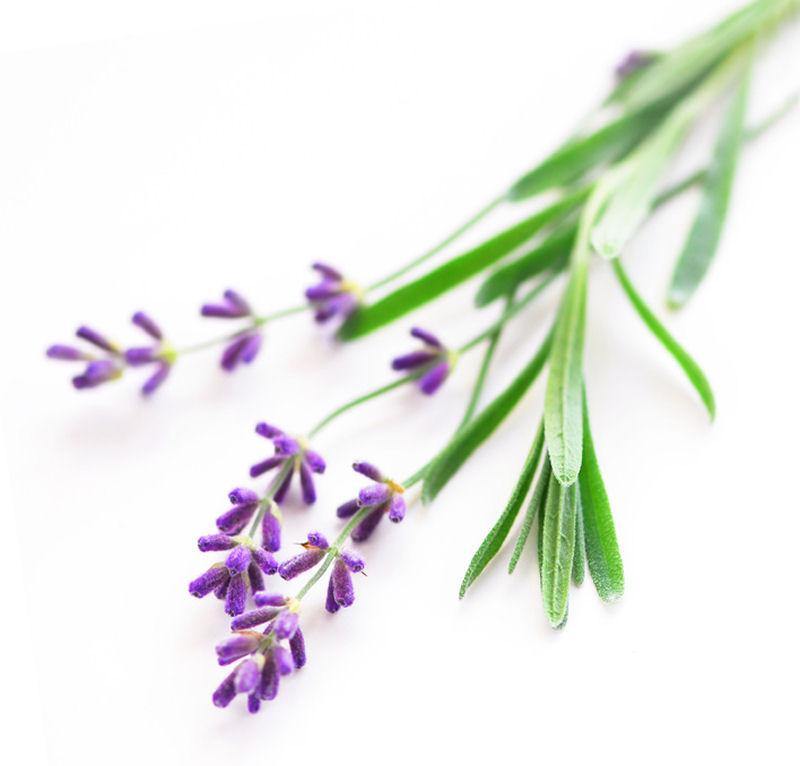 Lavender Absolute Oil-1