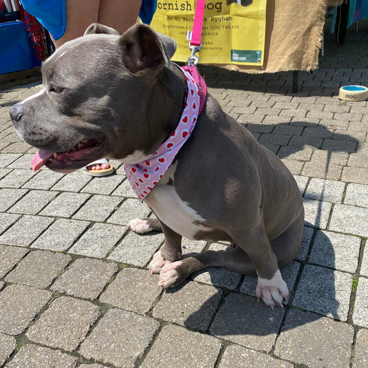 Dog Bandanna- Pink Hearts💗-0