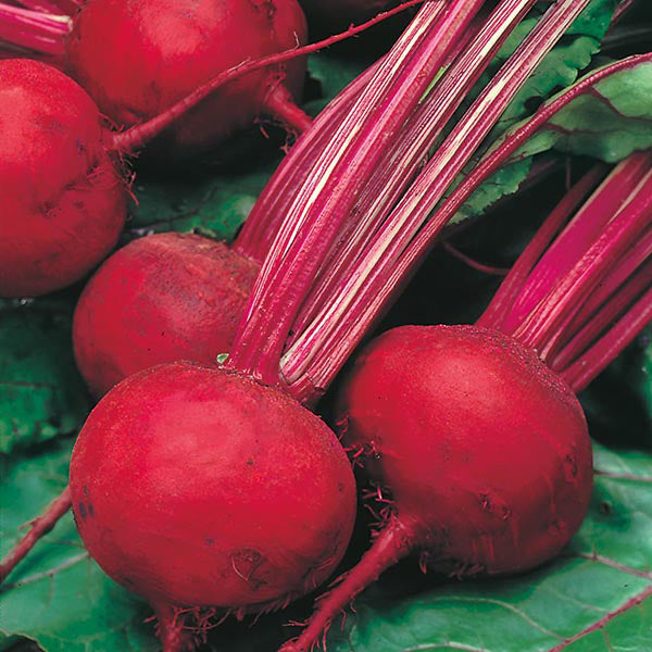 Beetroot - 140 Premium Seeds-1