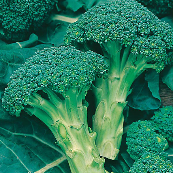 Broccoli - 250 Premium Seeds-1