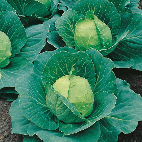 Cabbage - 250 Premium Seeds-1