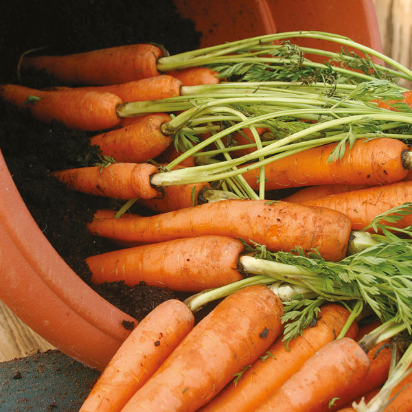 Carrot - 750 Premium Seeds-1