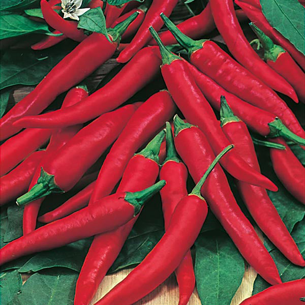 Chilli - 30 Premium Seeds-1