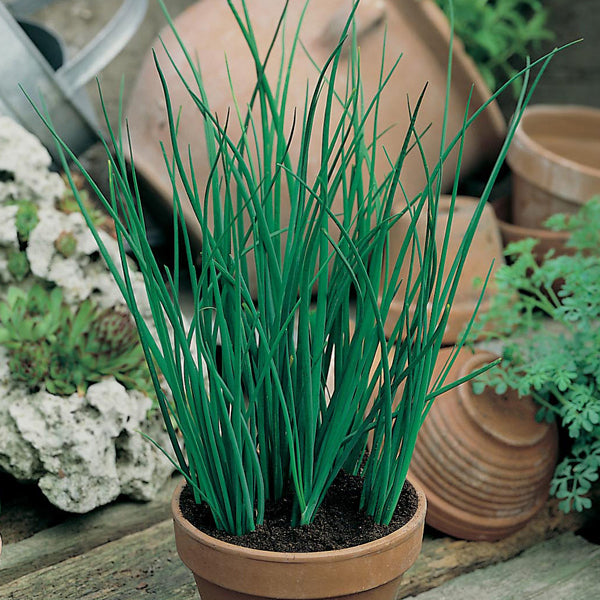 Chives - 375 Premium Seeds-1