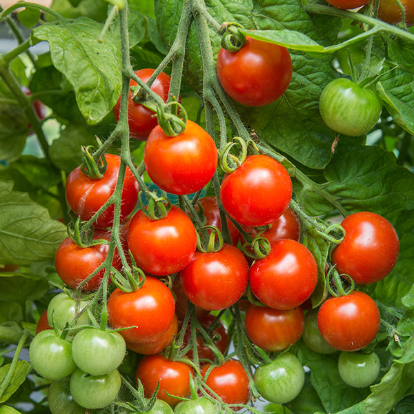 Tomatoes - 25 Premium Seeds-1