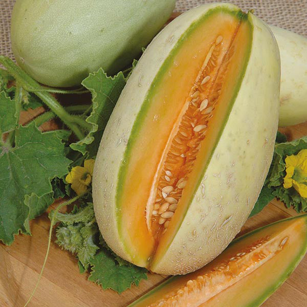 Melon - 10 Premium Seeds-1
