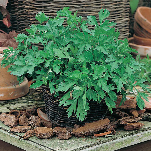 Parsley - 500 Premium Seeds-1