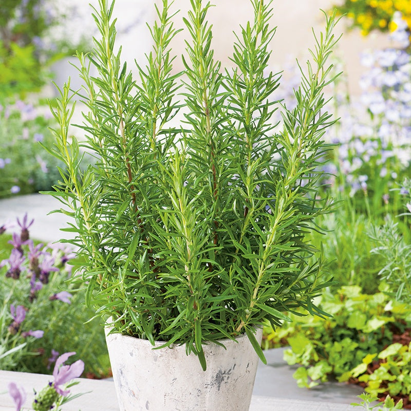 Rosemary - 40 Premium Seeds-1