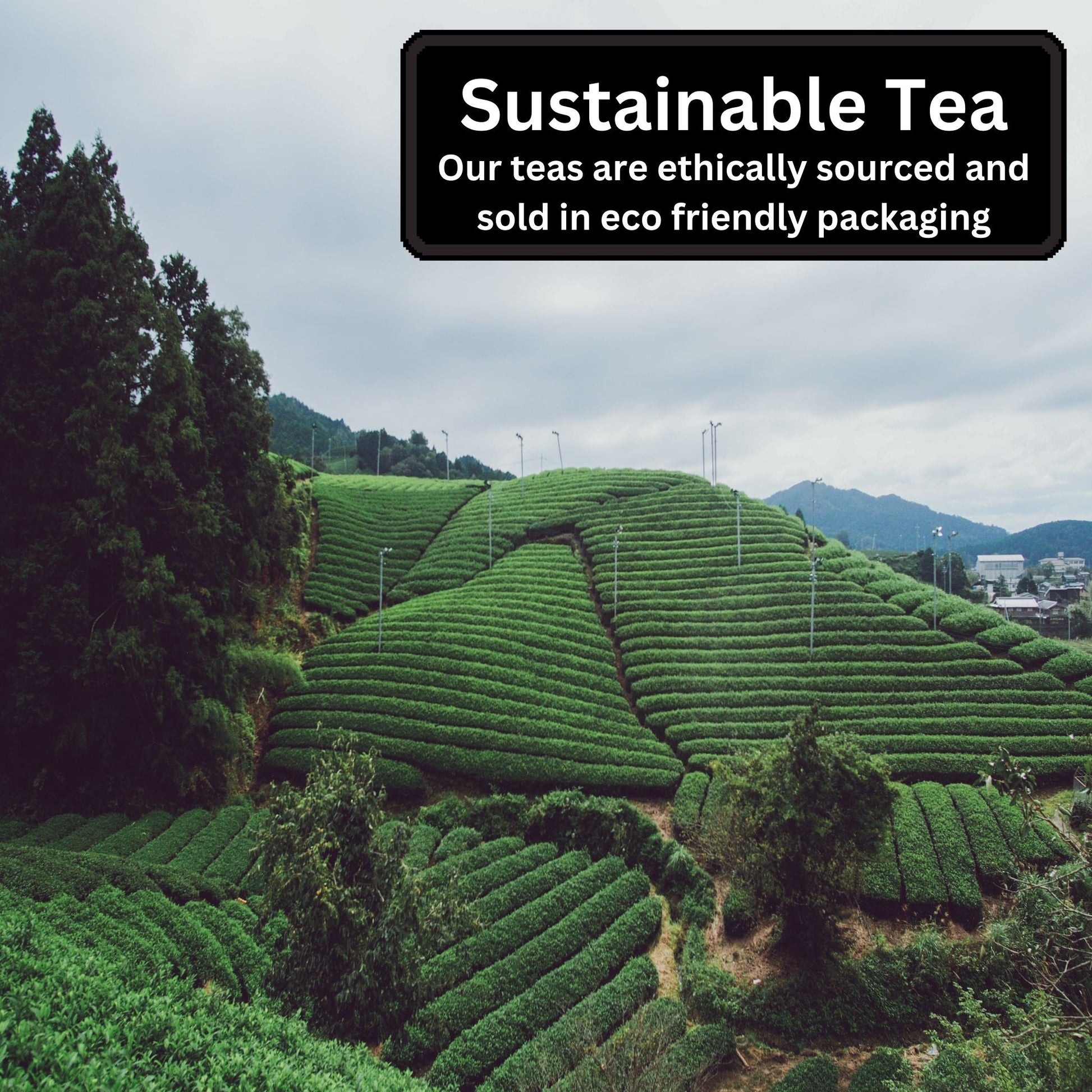 Premium Loose Leaf Tea Bundle-6