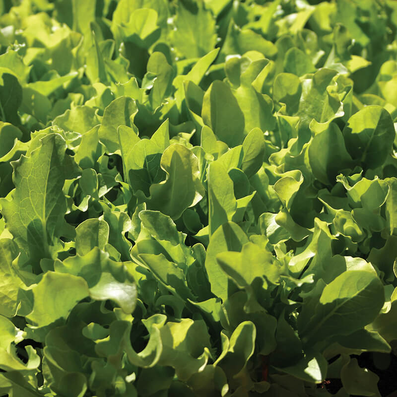 Lettuce - 500 Premium Seeds-1